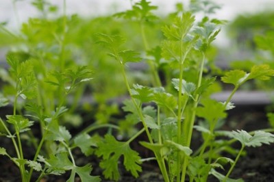 3 Loại rau quen thuốc ăn thường xuyên giúp hạ đường huyết vừa chống ung thư