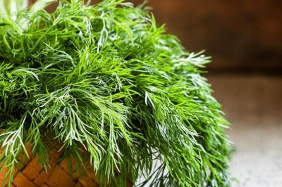 Rau thì là tác dụng tốt cho người bệnh Tiểu Đường, Ung Thư