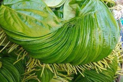 Lá Trầu Không, Trầu cay, lá trầu, trầu (Piper betle L)