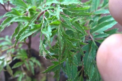 Uống nước lá đinh lăng có tác dụng gì?