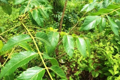 Vị thuốc Nha đạm tử, sầu đâu rừng, khổ luyện tử, hạt khổ sâm, cây xoan rừng (Brucea javanica (L.) Merr.)