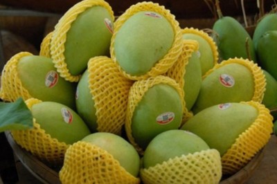 Xoài Việt Nam xuất khẩu sang Hàn Quốc vượt dư lượng thuốc bảo vệ thực vật