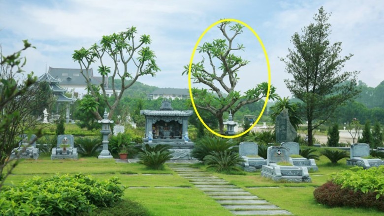 Phong thủy nhà ở: 'Cây âm vào cửa, gia đình bất an', cây âm là cây gì?