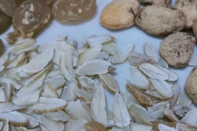 Hạt sang, Sảng (Sang Sé, Sterculia lanceolata) - Bí Quyết Chữa Đau Dạ Dày Từ Thiên Nhiên