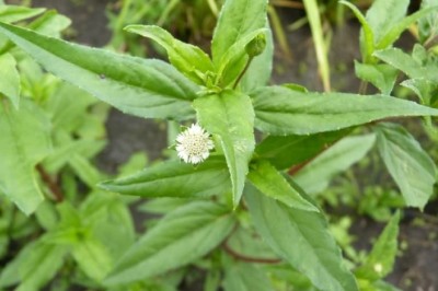 Khám Phá Lợi Ích Sức Khỏe Đáng Kinh Ngạc Từ Cây Cỏ Mực (Eclipta Prostrata)