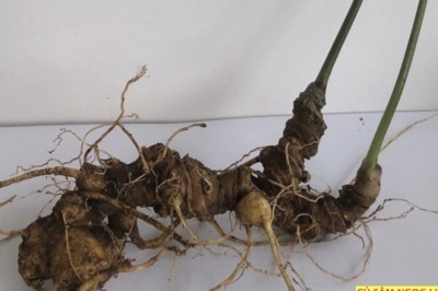 Sâm Ngọc Linh: Kho Báu Thảo Dược Của Việt Nam