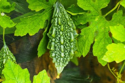 Những Cây Thuốc Tự Nhiên Hỗ Trợ Điều Trị Bệnh Tiểu Đường Hiệu Quả