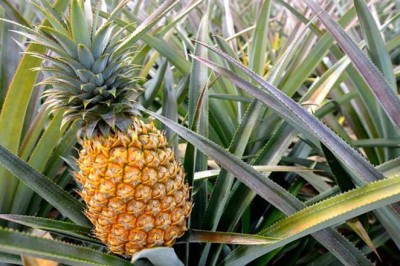 Cây Dứa - Bí Mật Từ Thiên Nhiên Cho Sức Khỏe Và Sự Chữa Lành