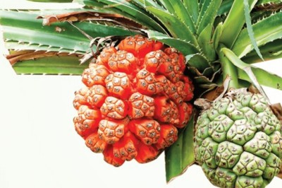 Khám Phá Công Dụng Đặc Biệt Của Cây Dứa Dại: Món Quà Từ Thiên Nhiên