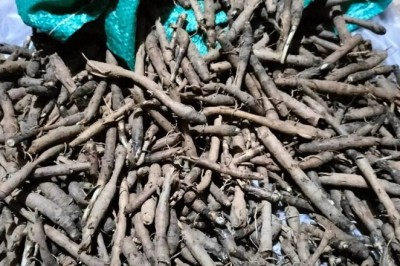 Khám Phá Bí Mật Sức Khỏe Từ Sâm Cau (Curculigo orchioides) - 'Thần Dược' Từ Thiên Nhiên