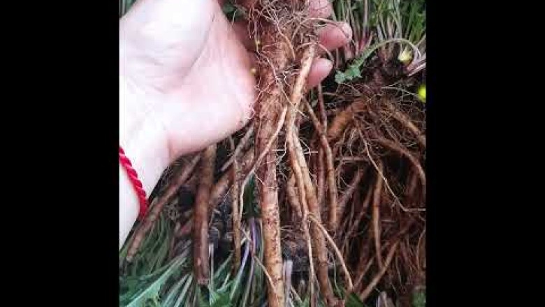 Khám Phá Sức Mạnh Chống Ung Thư Tuyệt Vời Từ Trà Bồ Công Anh #ungthu #Bồ_công_anh