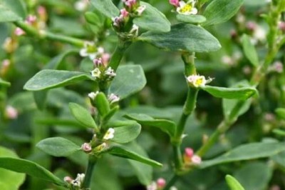 Khám Phá Lợi Ích Vô Tận Từ Thảo Dược Quanh Ta