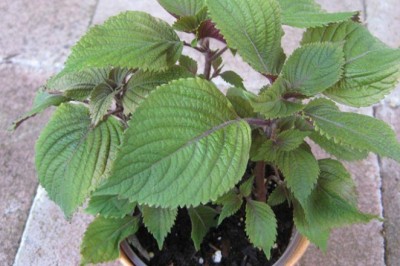 Tía Tô: Gia Vị Độc Đáo và Bí Quyết Sức Khỏe Từ Vườn Nhà Việt Nam