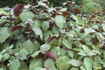 Tía Tô: Siêu Thực Phẩm Đa Năng Cho Sức Khỏe Và Làm Đẹp