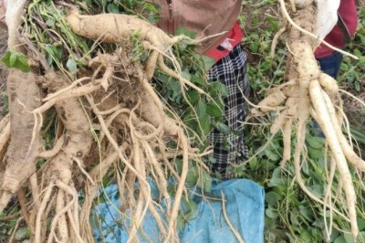 Khám Phá Bí Mật Tác Dụng của Sâm Dây Ngọc Linh Đối Với Sức Khỏe