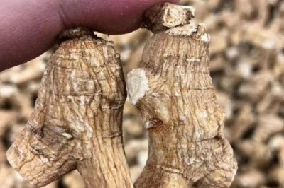 Tận Hưởng Mùa Hè Khỏe Mạnh với Tây Dương Sâm: Siêu Thực Phẩm Chống Nhiệt và Bổ Dưỡng