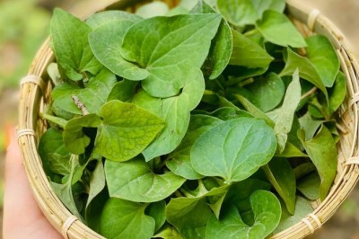 Phương Pháp Làm Đẹp Tự Nhiên: Khám Phá Công Dụng Của Các Cây Thuốc Nam Trong Chăm Sóc Da