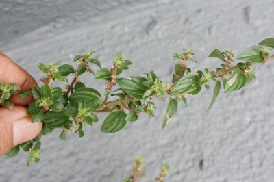 Cây Thuốc Dòi: Thảo Dược Tự Nhiên Đa Năng Cho Sức Khỏe và Điều Trị Bệnh