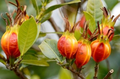 Khám Phá Công Dụng Thần Kỳ của Quả Dành Dành Trong Dưỡng Thận và Hạ Đường Huyết