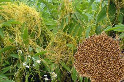 Thỏ Ty Tử - Siêu Thảo Dược Tăng Cường Sức Khỏe và Phục Hồi Sinh Lực