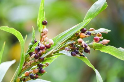 Cây Ý Dĩ: Thảo Dược Quý Giá Trong Điều Trị và Bồi Bổ Sức Khỏe