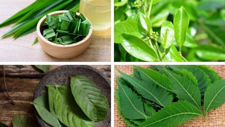 10 Loại Cây Thuốc Nam Hỗ Trợ Điều Trị Bệnh Tiểu Đường Hiệu Quả