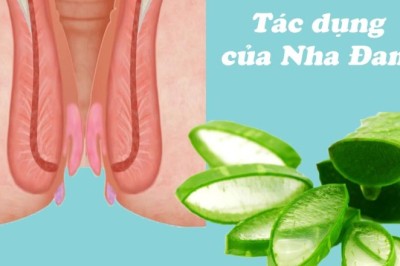 9 Loại Cây Thuốc Nam Hiệu Quả Trong Điều Trị Bệnh Trĩ