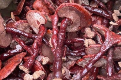 Hướng Dẫn Sử Dụng Nấm Linh Chi: Từ Trà Đến Viên Nang