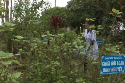 Cây Thuốc Nam Cho Sức Khỏe Phụ Nữ: Cải Thiện Cuộc Sống Mỗi Ngày