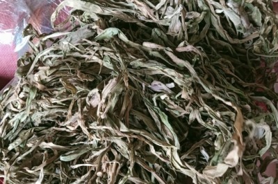 Trinh Nữ Hoàng Cung - Phát Hiện Bí Mật Sức Khỏe Từ Thiên Nhiên