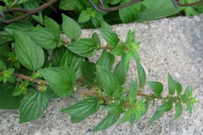 Cây Thuốc Dòi (Pouzolzia zeylanica): Lợi Ích Sức Khỏe và Ứng Dụng Trong Y Học