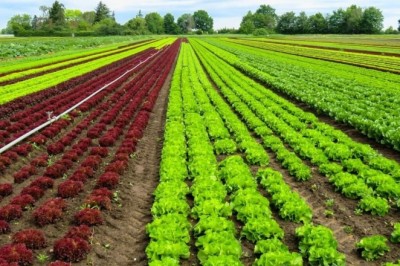 Nhu Cầu Đầu Tư Vào Các Dự Án Nông Nghiệp Hữu Cơ Tại Việt Nam