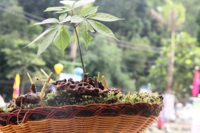 Nhu Cầu Thị Trường Đối Với Các Loại Dược Liệu Quý Hiếm