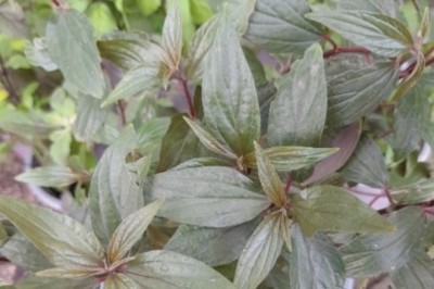 Khám Phá Lợi Ích Sức Khỏe Từ Cây Thuốc Dòi (Pouzolzia zeylanica)