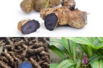Cây Nghệ Đen (Curcuma zedoaria): Lợi Ích Sức Khỏe và Ứng Dụng Trong Y Học