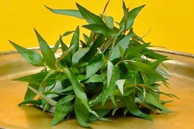 Rau Răm: 'Kho Báu' Lợi Ích Sức Khỏe Đáng Kinh Ngạc