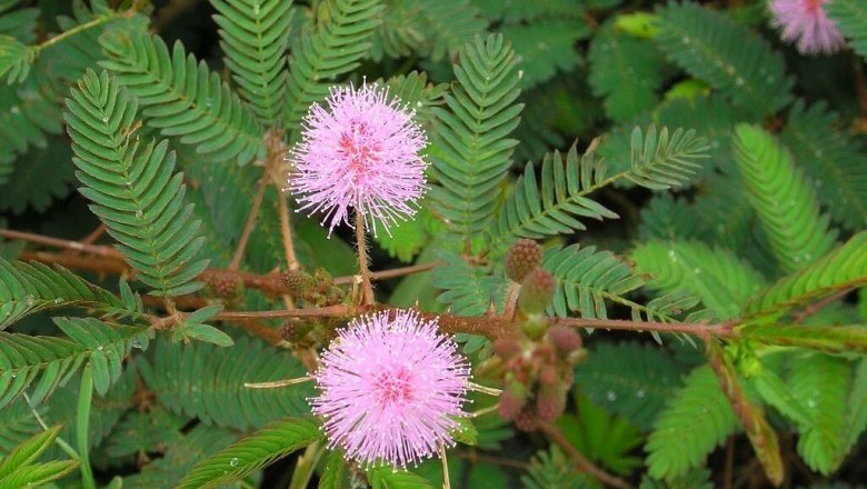 Cây dược liệu cây Mắc cỡ, Xấu hổ, Trinh nữ - Mimosa pudica L