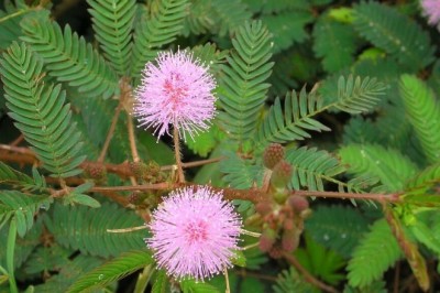 Cây dược liệu cây Mắc cỡ, Xấu hổ, Trinh nữ - Mimosa pudica L