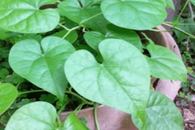 Cây Dây Thần Thông: Thảo Dược Quý Giá Với Nhiều Lợi Ích Sức Khỏe