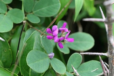 10 Cây Thuốc Nam Quanh Vườn Trị Bệnh Thông Thường Hiệu Quả