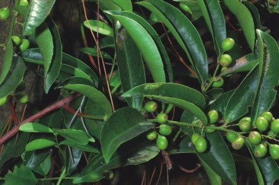 Cây Xạ Đen: Công Dụng, Cách Dùng Và Nghiên Cứu Y Học Hiện Đại