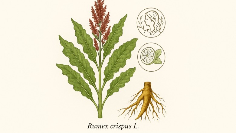 Giới Thiệu Cây Ms Nữ Hoàng (Rumex crispus L.) – Dược Liệu Mới Của Việt Nam