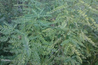 Cây Diệp Hạ Châu (Chó Đẻ Răng Cưa) – Thảo Dược Thanh Nhiệt, Giải Độc Gan