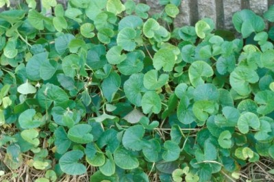 Cây Rau Má – Vừa Tốt Cho Gan, Vừa Làm Đẹp Da