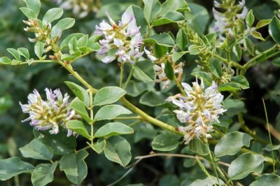 Cây Cam Thảo – Thảo Dược Ngọt Lành Dịu Niêm Mạc Dạ Dày