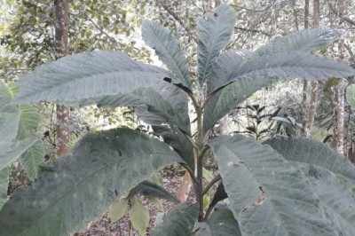 Cây Lá Khôi – Thảo Dược Quý Giúp Giảm Ợ Chua, Trào Ngược Dạ Dày