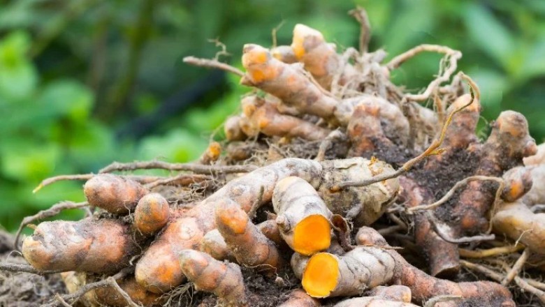 Cây Nghệ Vàng – Tinh Chất Curcumin Hỗ Trợ Dạ Dày