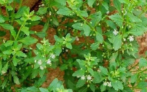Cam thảo nam hay cam thảo đất, thổ cam thảo (danh pháp khoa học: Scoparia dulcis) .