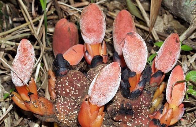 Dó đất hoa thưa Balanophora laxiflora