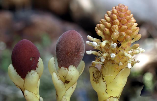 Dó đất nấm Balanophora fungosa